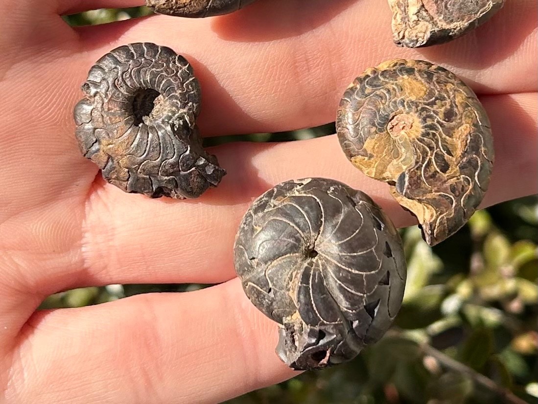Fossil Goniatites LOT OF 5 Morocco Ammonite Devonian Age