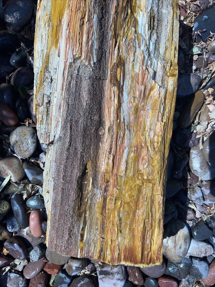 PETRIFIED LOG Large Piece.