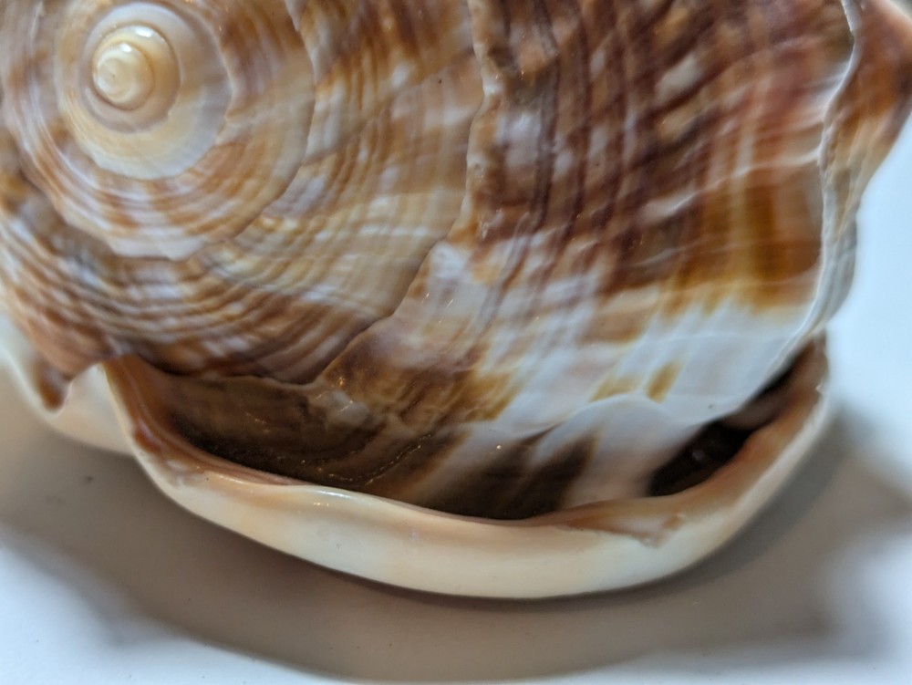 Cassis Glaucum Bonnet Shell
