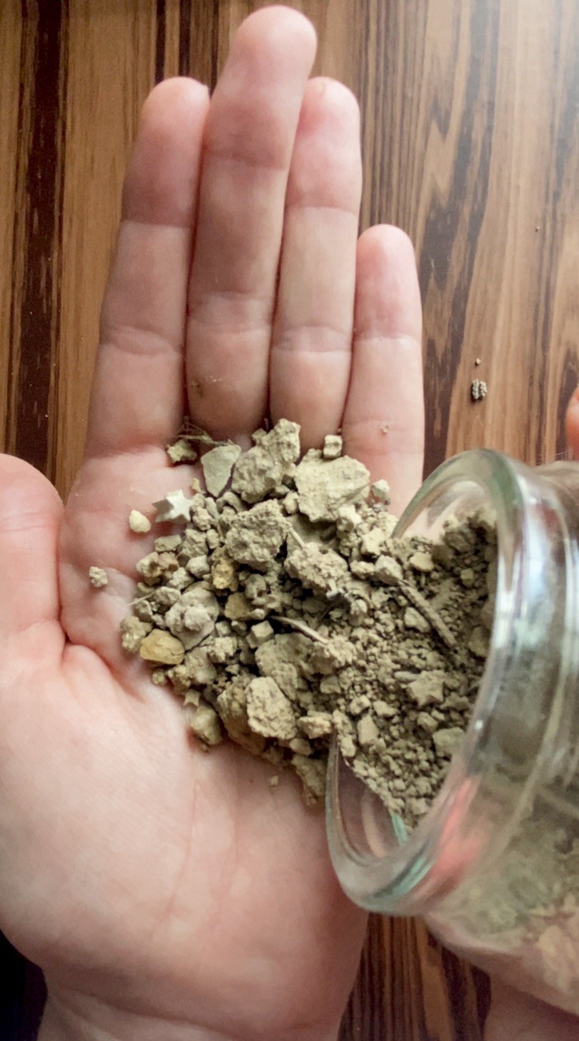 Crinoid Star Fossil Dig Jar