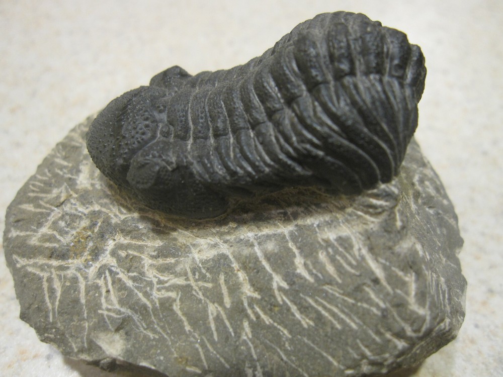 COMPLETE PHACOPS-SUPERB DEVONIAN TRILOBITE