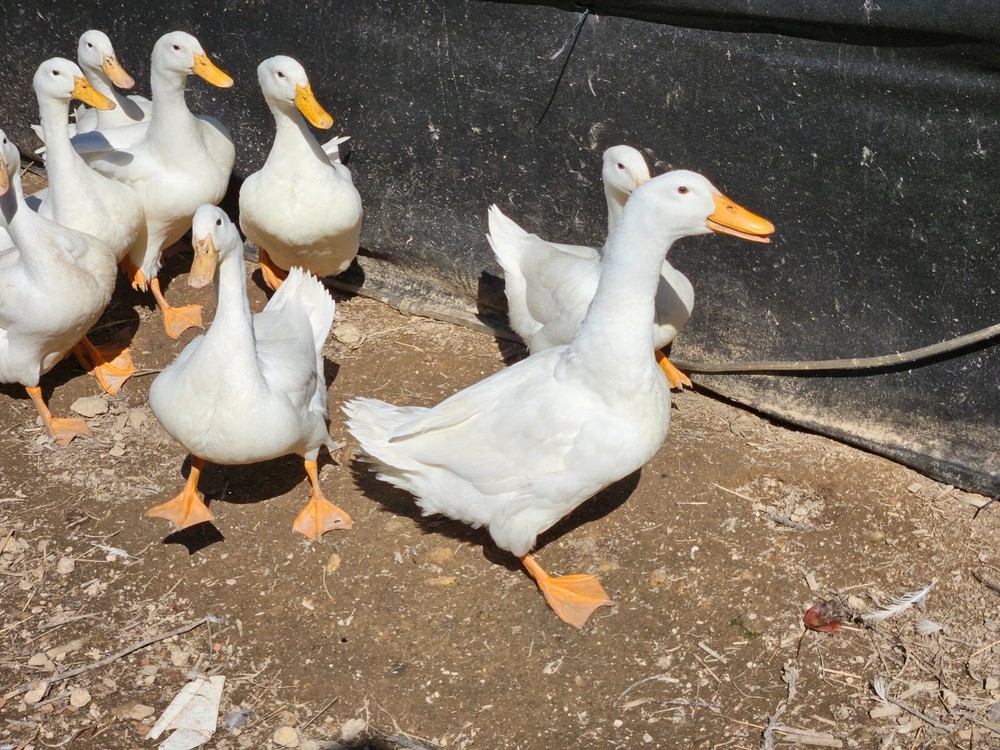 6 Jumbo Pekin Hatching Duck Eggs