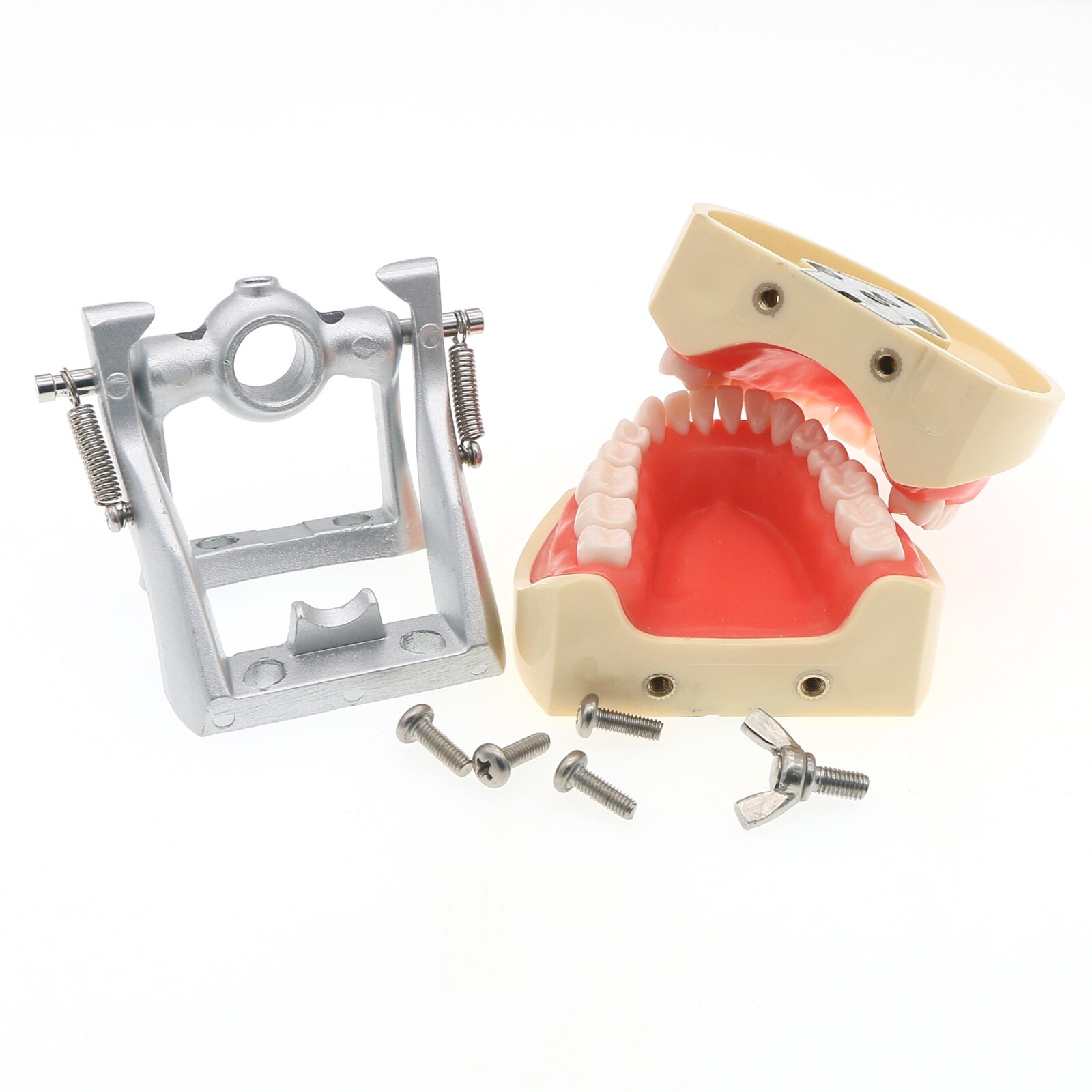 Kilgore NISSIN 200 Type Dental Typodont Model M8012 with 32Pcs Removable Teeth