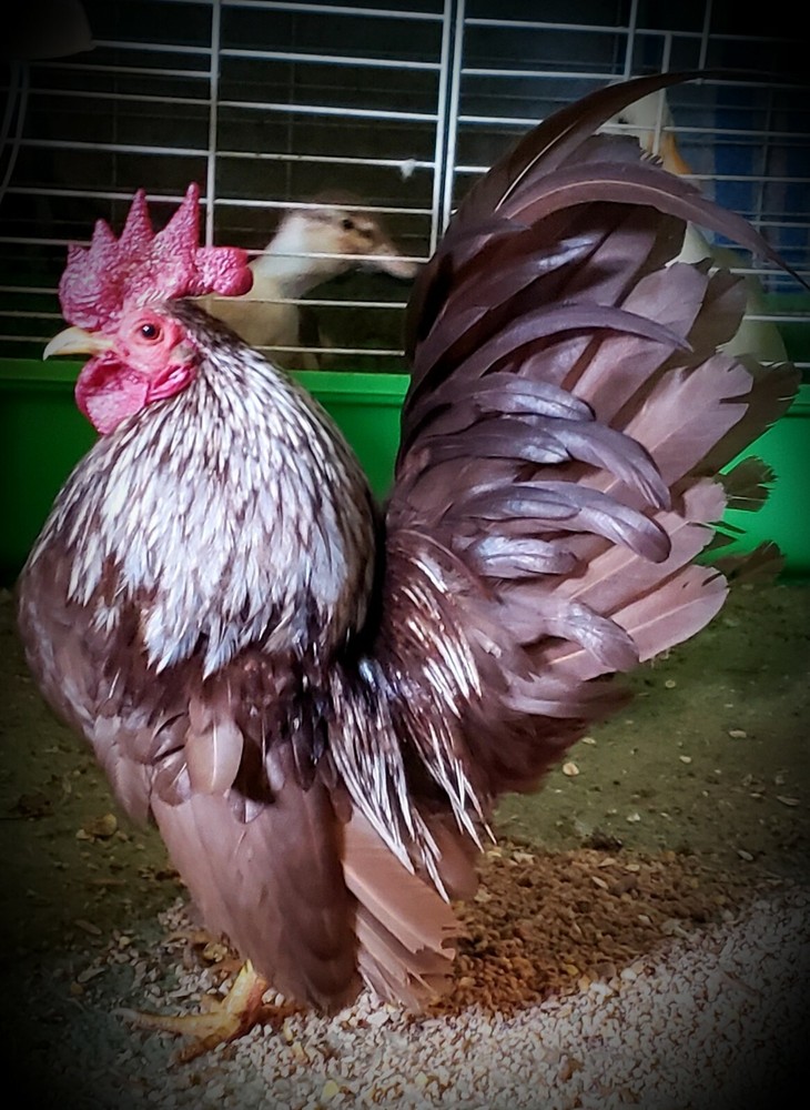 4+2 Extra🐣 💯 PURE Serama Hatching Eggs ❣ **assortment (Hen's Choice)***￼