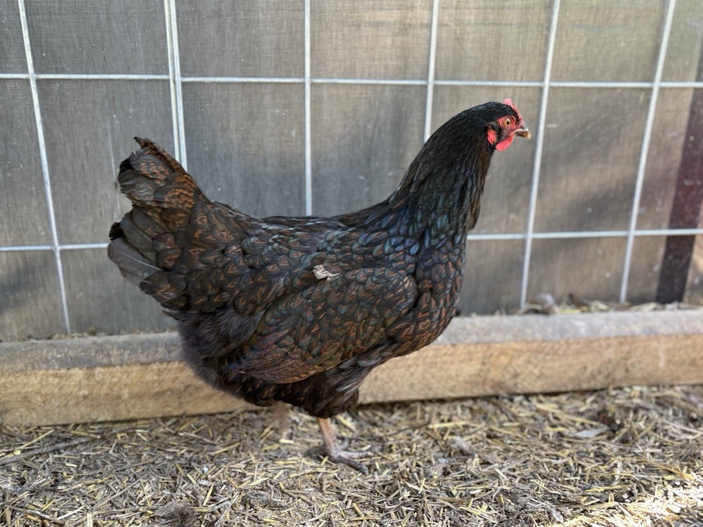 Barnevelder hatching eggs (12 Eggs)