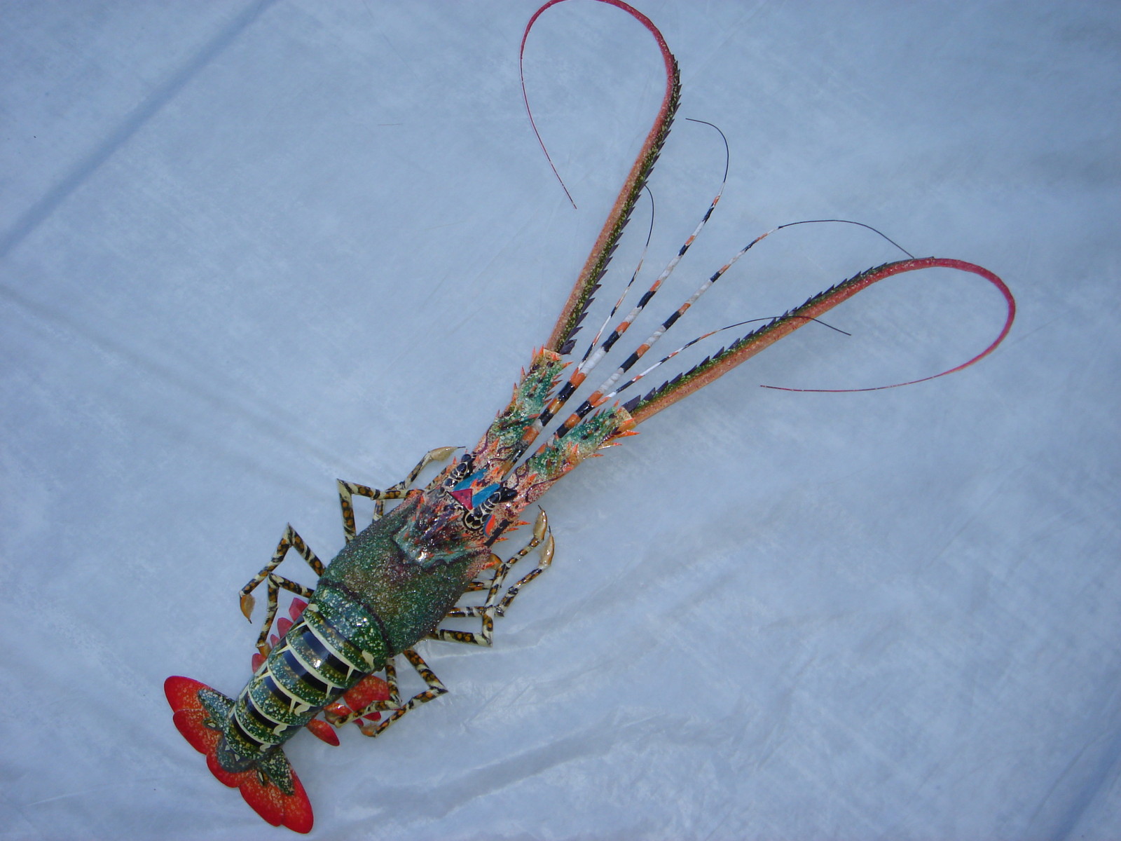 Handmade Bamboo Lobster Wall Decoration Model, New, Free Shipping