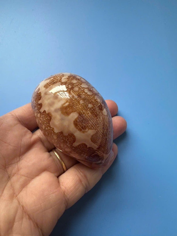 75.6mm | Cypraea Mappa |F+++ GEM | Nice pattern