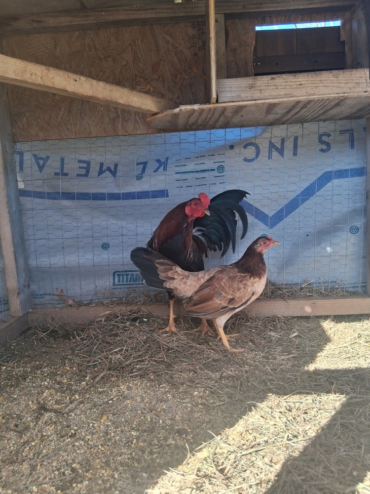 6 Raptor Hatching Eggs