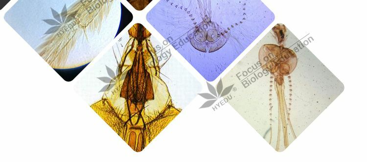 Glass Microscope Prepared Slides Set for Lab Biology Study 25PCS