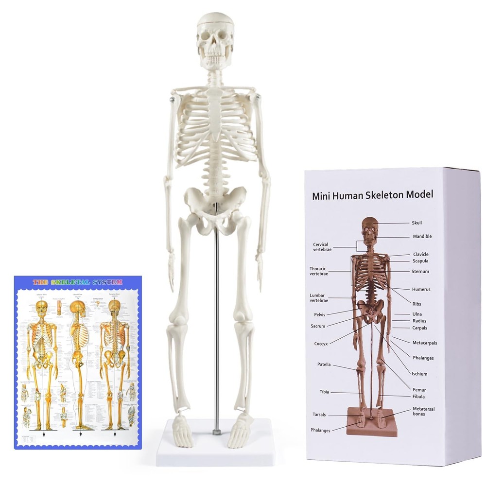17" Human Skeleton Model with Movable Limbs for Anatomy Study & Display
