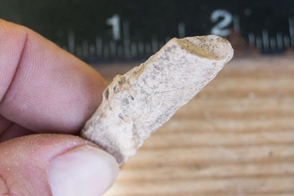 NE Oklahoma Fossil