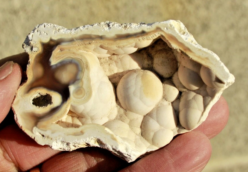 Polished Tampa Bay Fossil Coral Half • 3.0" Long/1.9 oz.