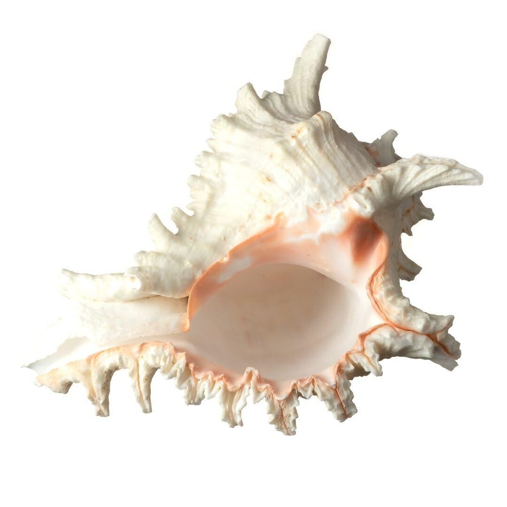 6-7" Large Murex Ramosus Conch Shell Seashell Decor Ocean Beach Craft
