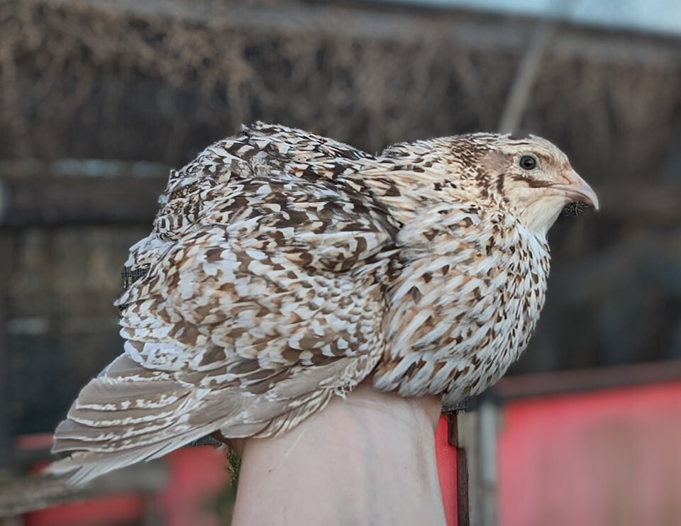 55 +extras Coturnix Quail Hatching Eggs NPIP Flock