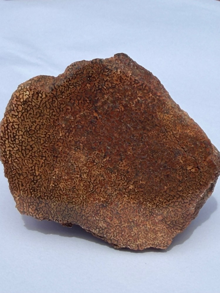Dinosaur Gem Bone Polished Fossil Display