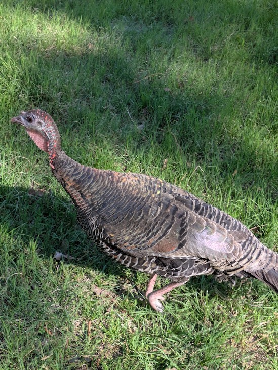 6 Eastern Turkey  eggs. Ready to ship  now!