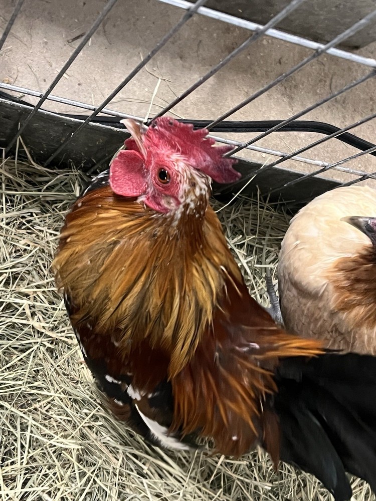 6++ Serama Hatching Eggs