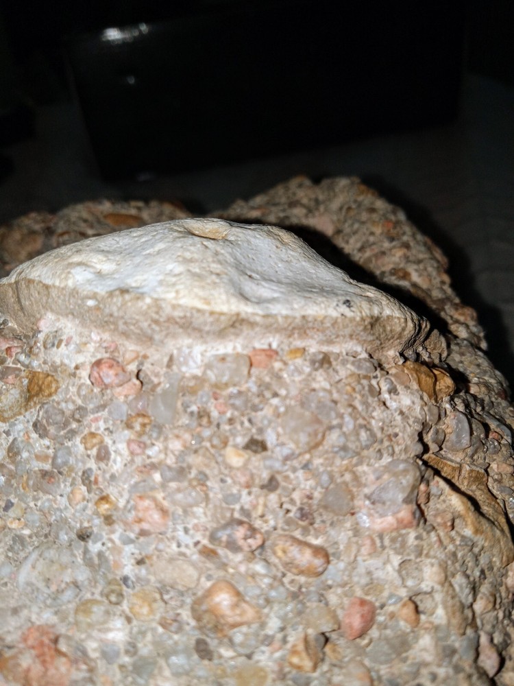 Clam? Fossil On Matrix