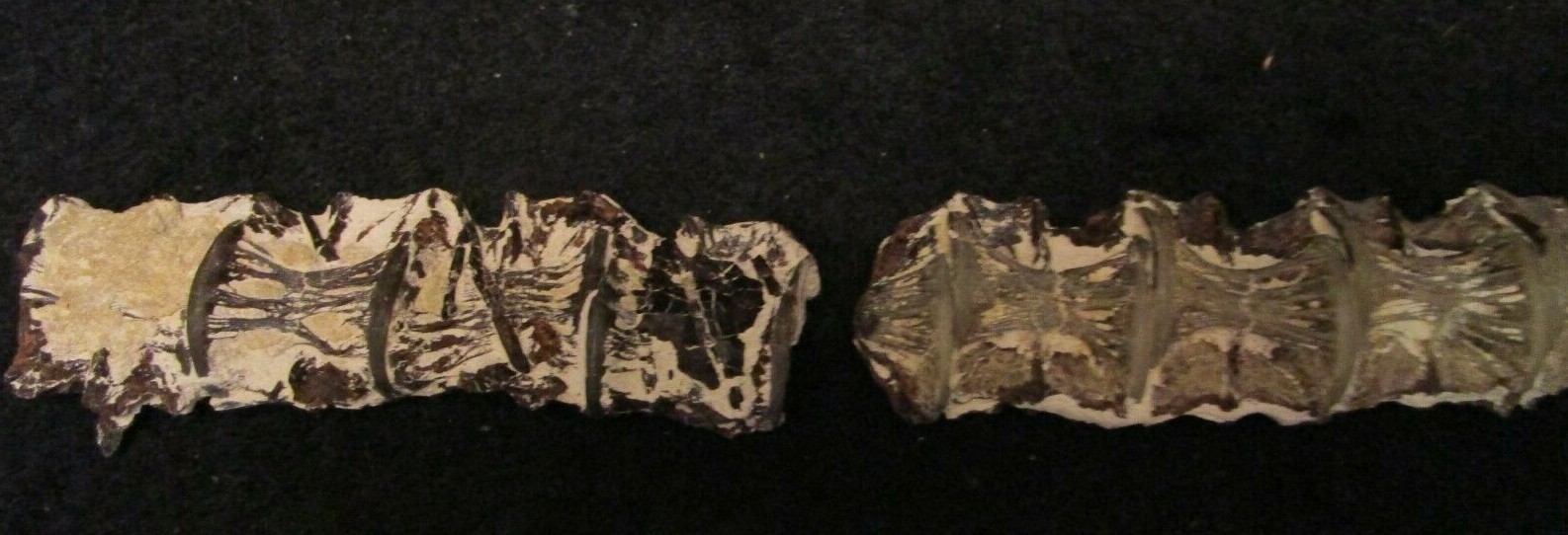 * Cretaceous Cimolichtys Fossil Fish Spine 14 Vertebrae Kansas Niobrara