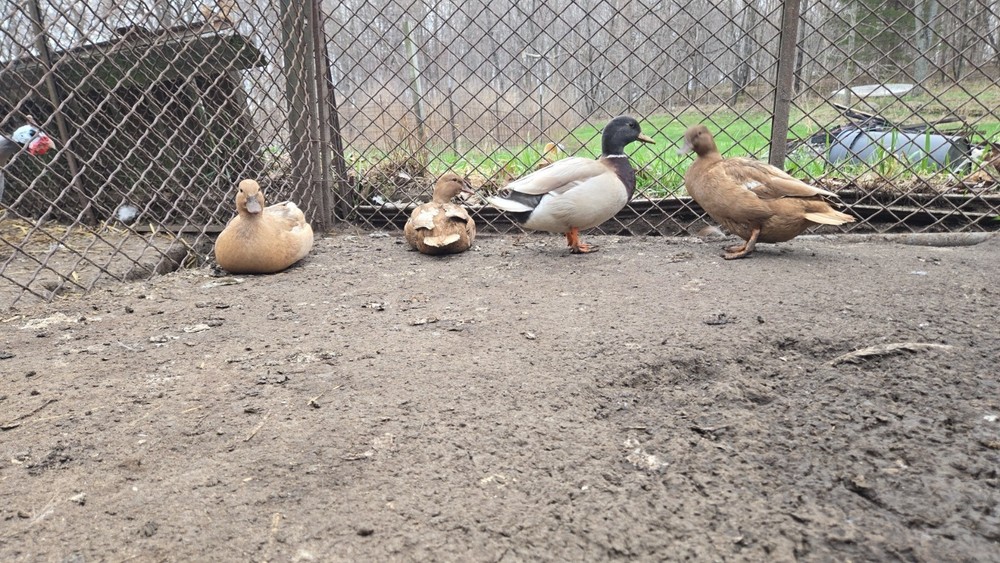 6+ fertile call duck hatching eggs
