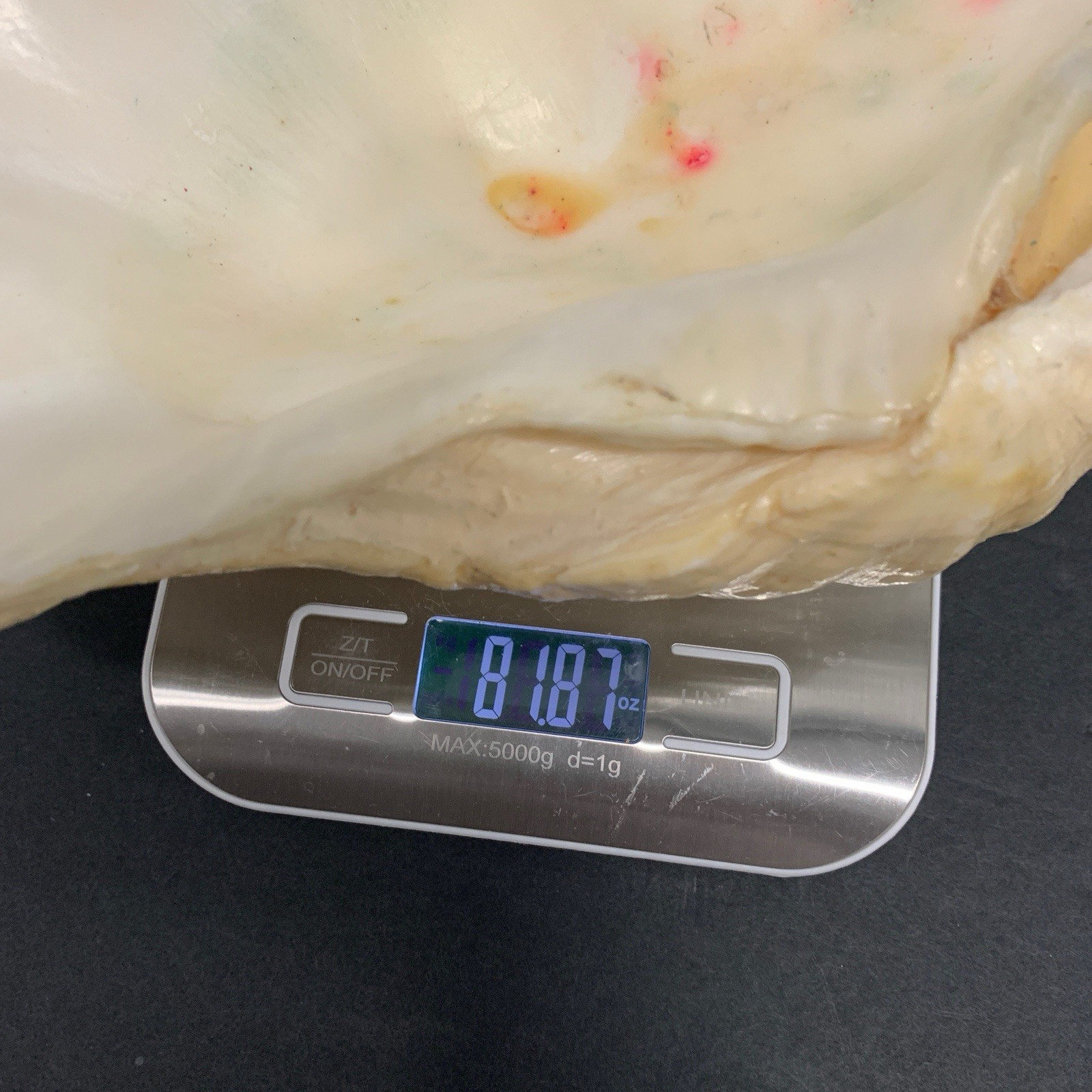 Tridacna Gigas Giant Natural Clam Shell - 12.5"x 8.5" - 5.11 lbs Vintage