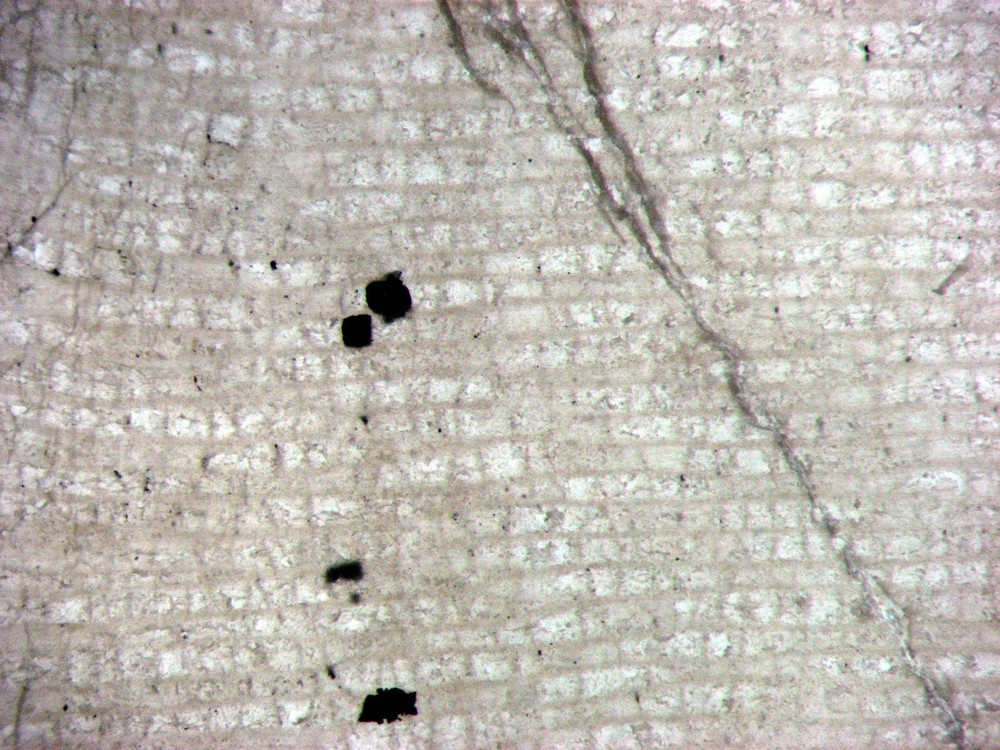 Ordovician Devonian stromatopora stromatoporoid microscope thin sections 5 types