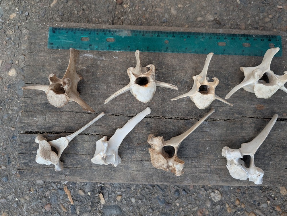 Deer Bones Animal Vertebrae 10 Ethically Sourced