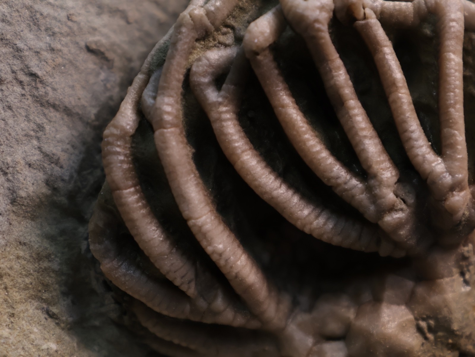 Actinocrinites gibsoni Crinoid Fossil, Crawfordsville, IN