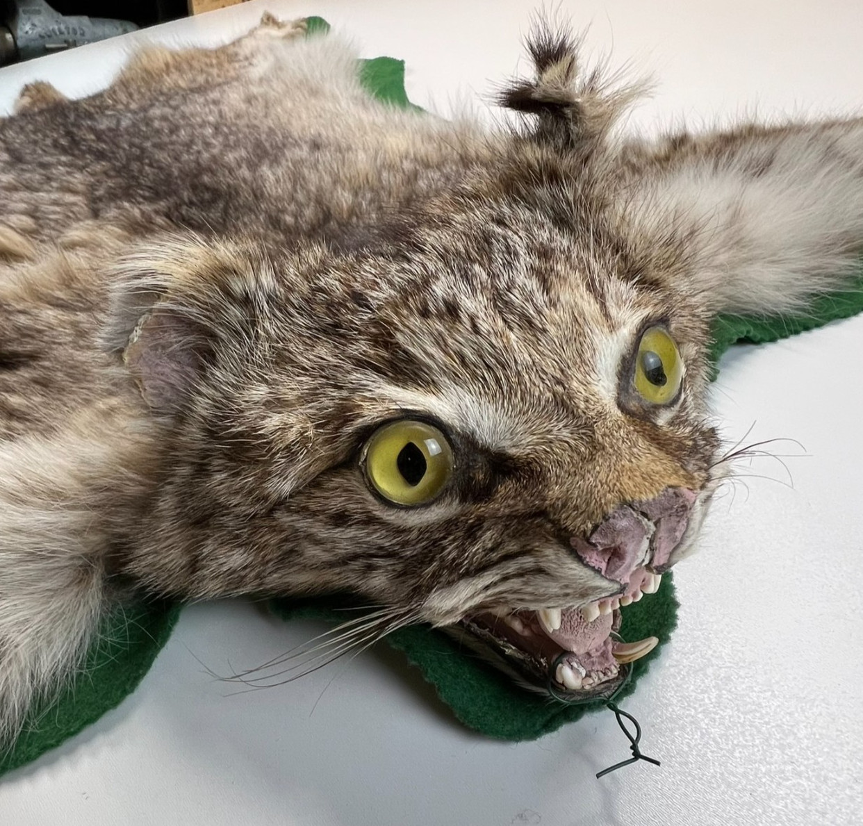 Vtg. Bobcat Taxidermy Rug Mount Full Body Green Felt Border Rustic Cabin Decor
