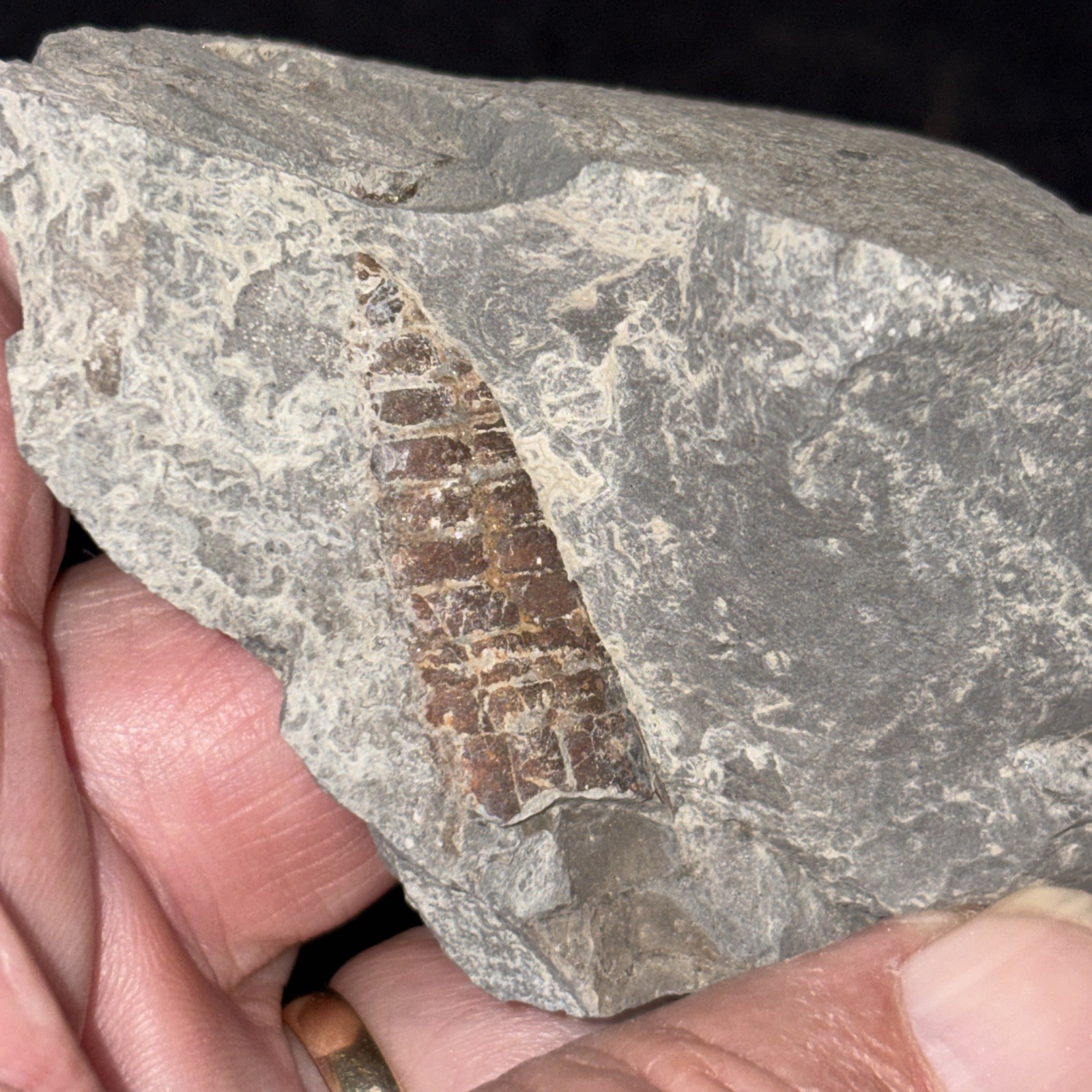 Pyritized Somewhat Oxidized Straight Cephalopod 2 Pieces Needs Gluing Then Prep