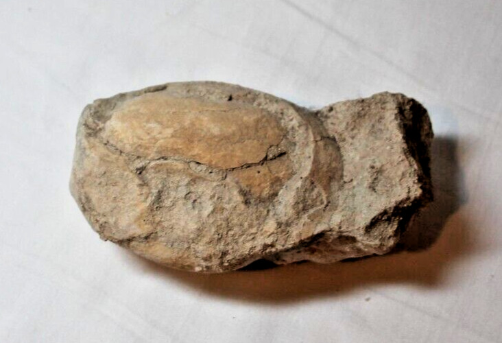 rock fossil from Utah