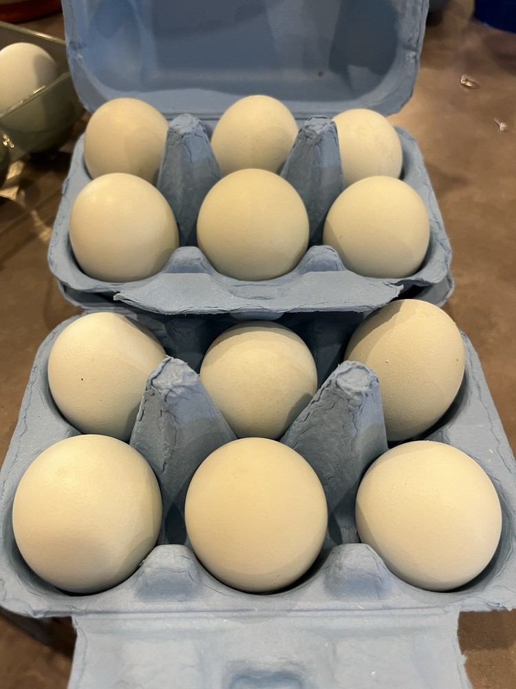 Ermine Americana Hatching Eggs