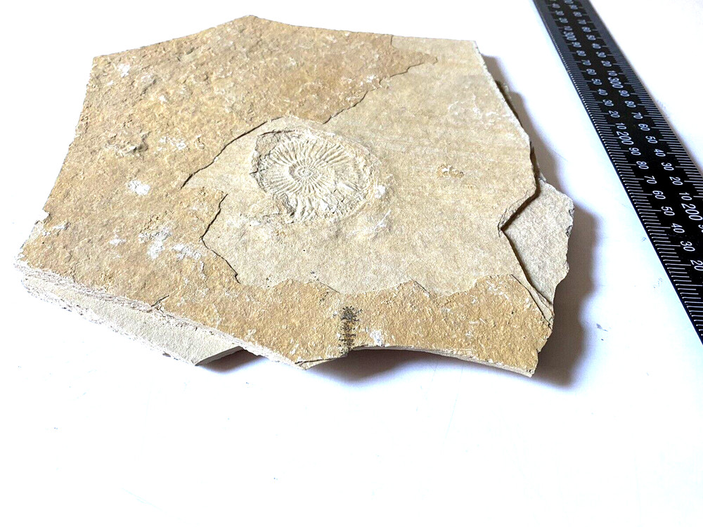 Fossil With Inclusions See Photos