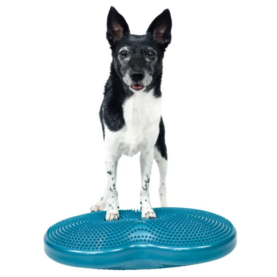 FitPaws K9 FitBone and Duo Disk Inflatable Bundle