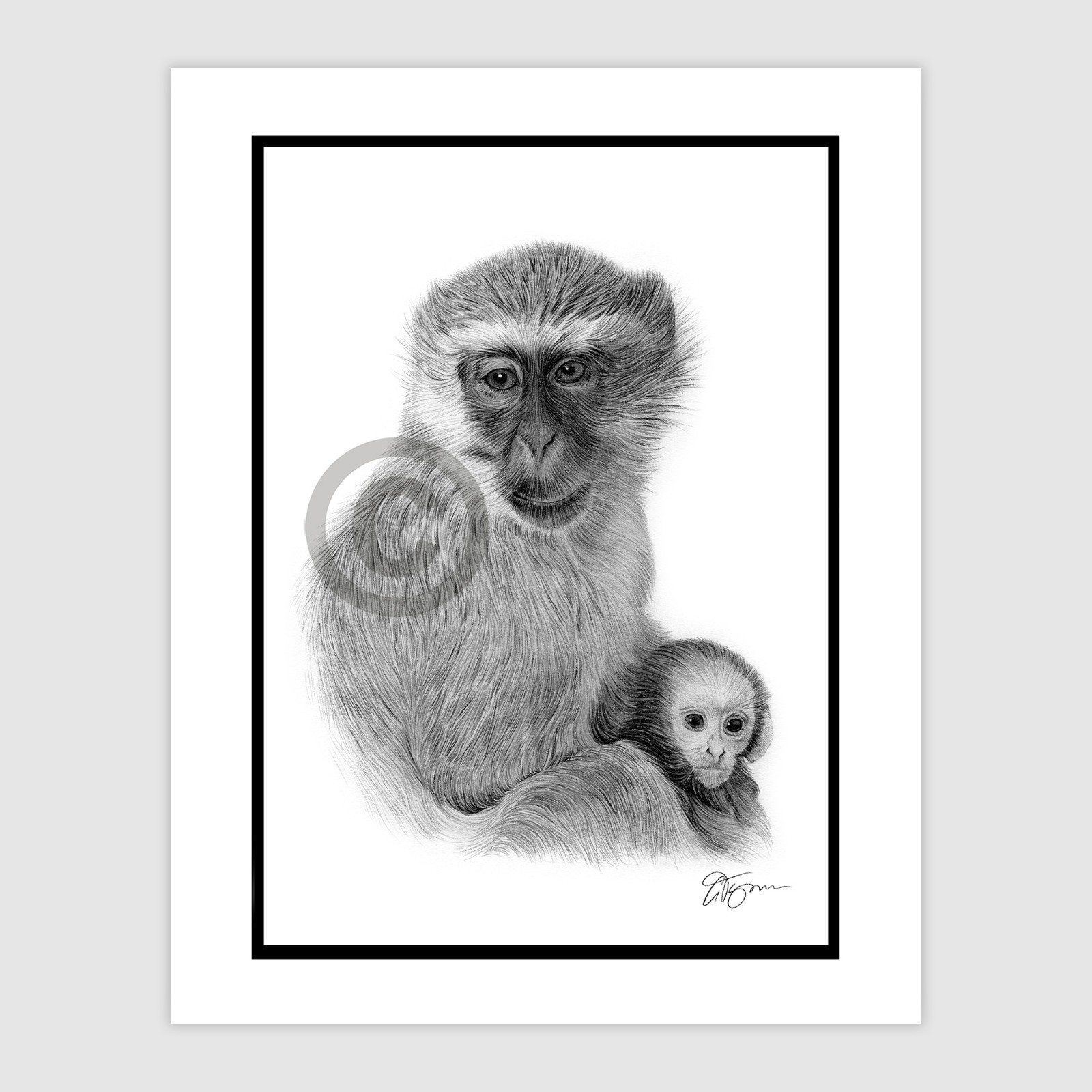 Original signed pencil drawing artwork of a Vervet Monkey - A4 size