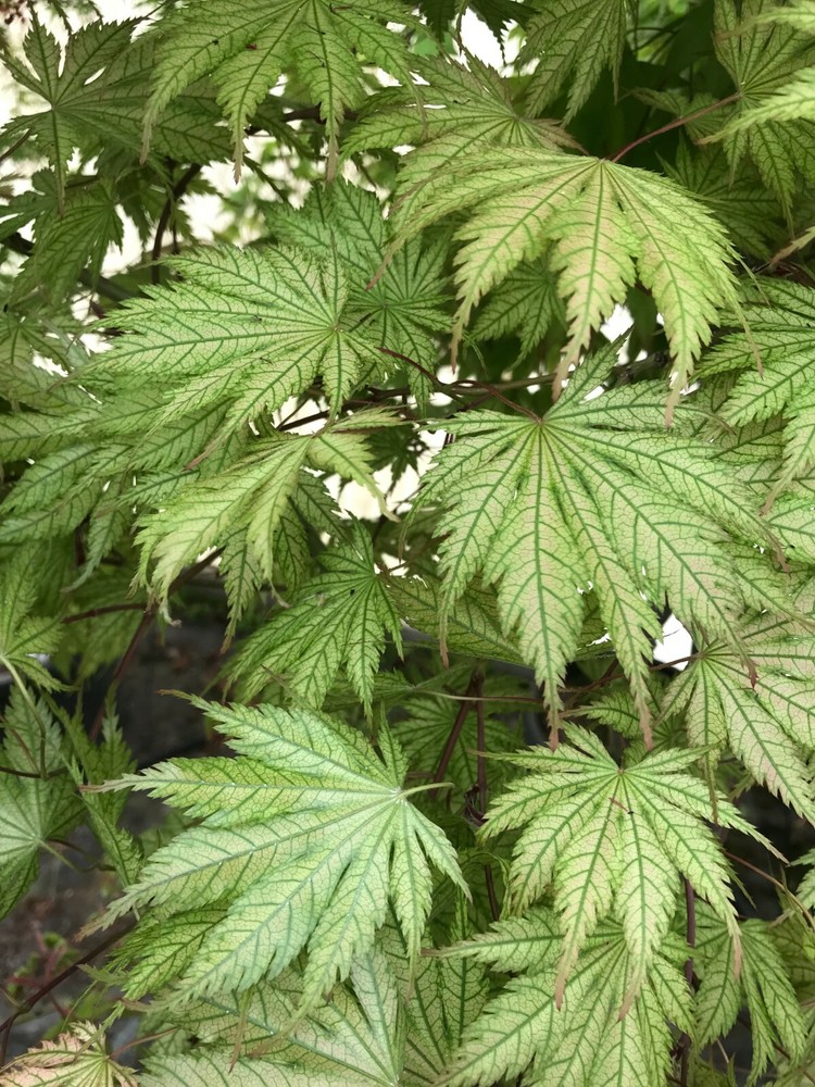 Japanese Maple Ariadne
