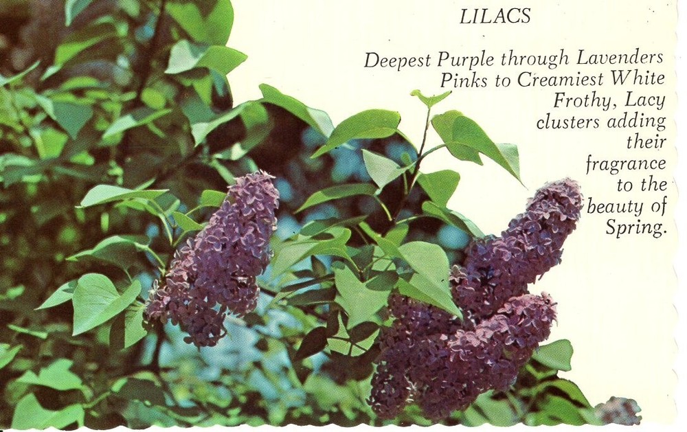LILACS - PC2540