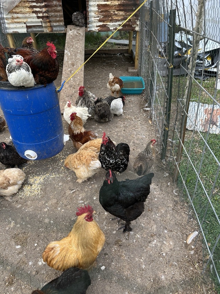 Bantam Cochin Fun Pen