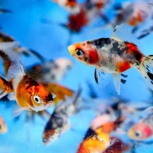 Goldfish Calico Fantail Pack 5 1.5 inch Live Fish FREE SHIPPING