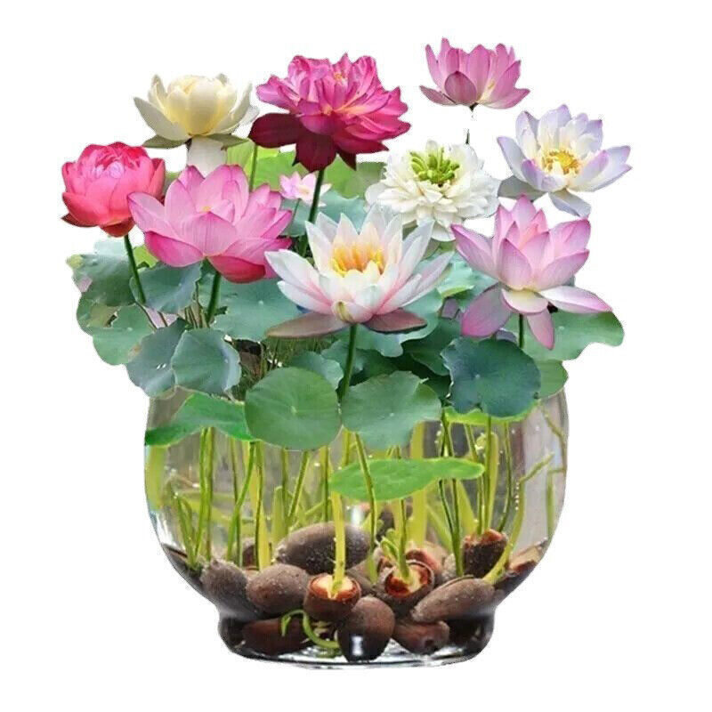 30/90Pcs Seeds Lotus Mix Flower Seed Hand Picked Aquatic Plants Water Garden US