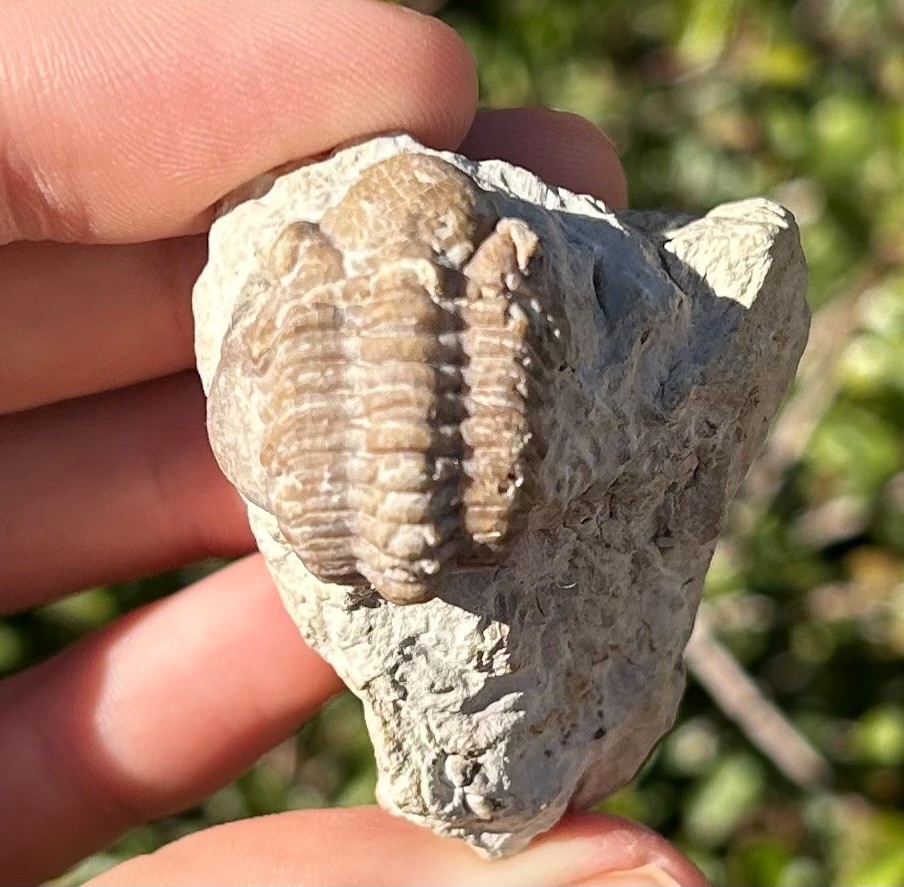Oklahoma Fossil Trilobite Kainops invius Devonian Bug in Matrix