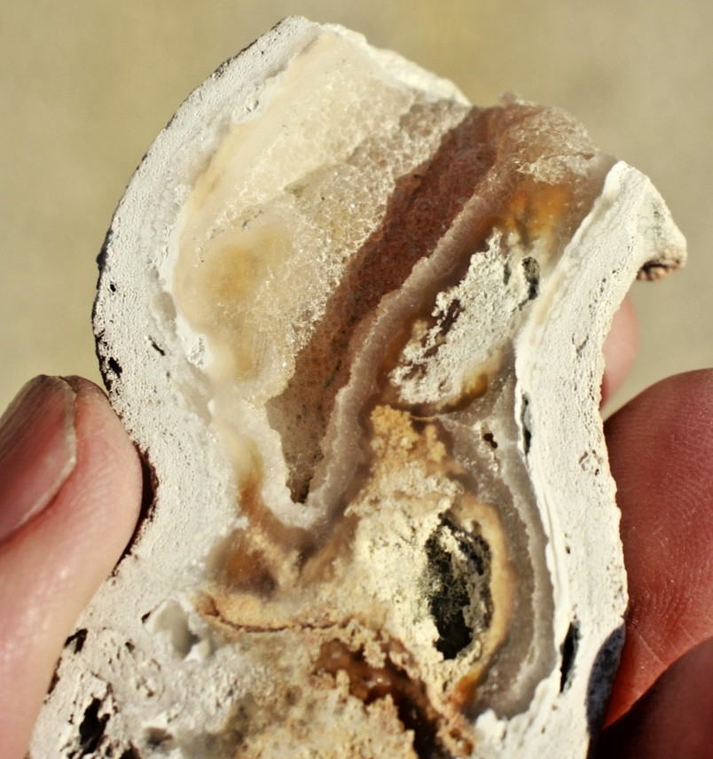 Polished Tampa Bay Fossil Coral Half • 3.0" Long/2.0 oz.