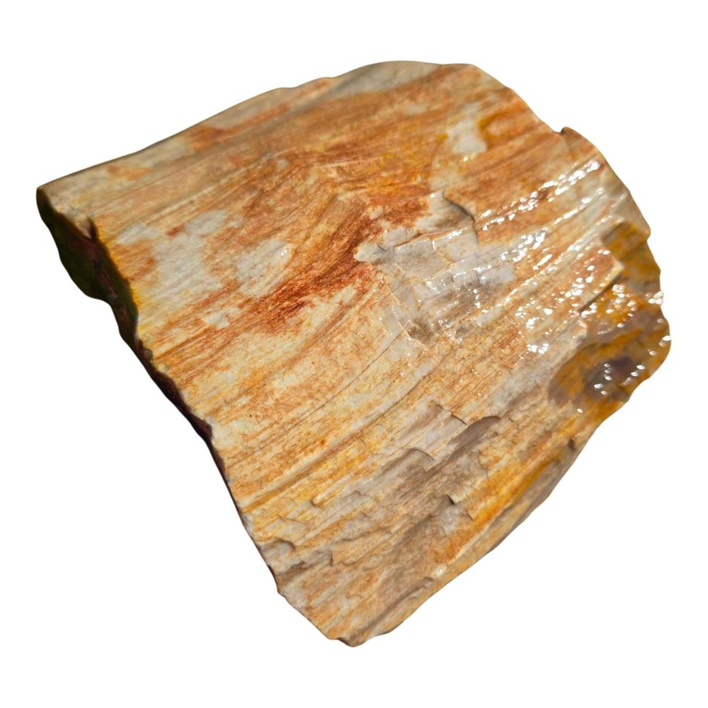 Pacific Northwest Petrified Wood Random Pull Saddle Mountain