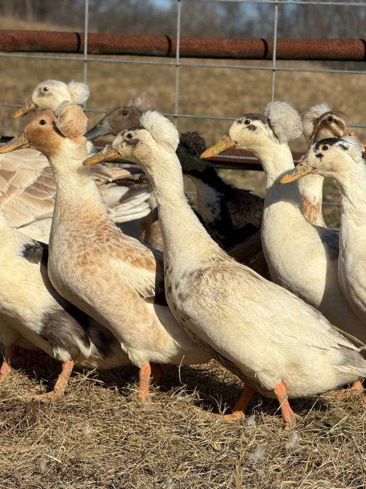 🥚 14 Crested Duck Fertile Hatching Eggs 🥚