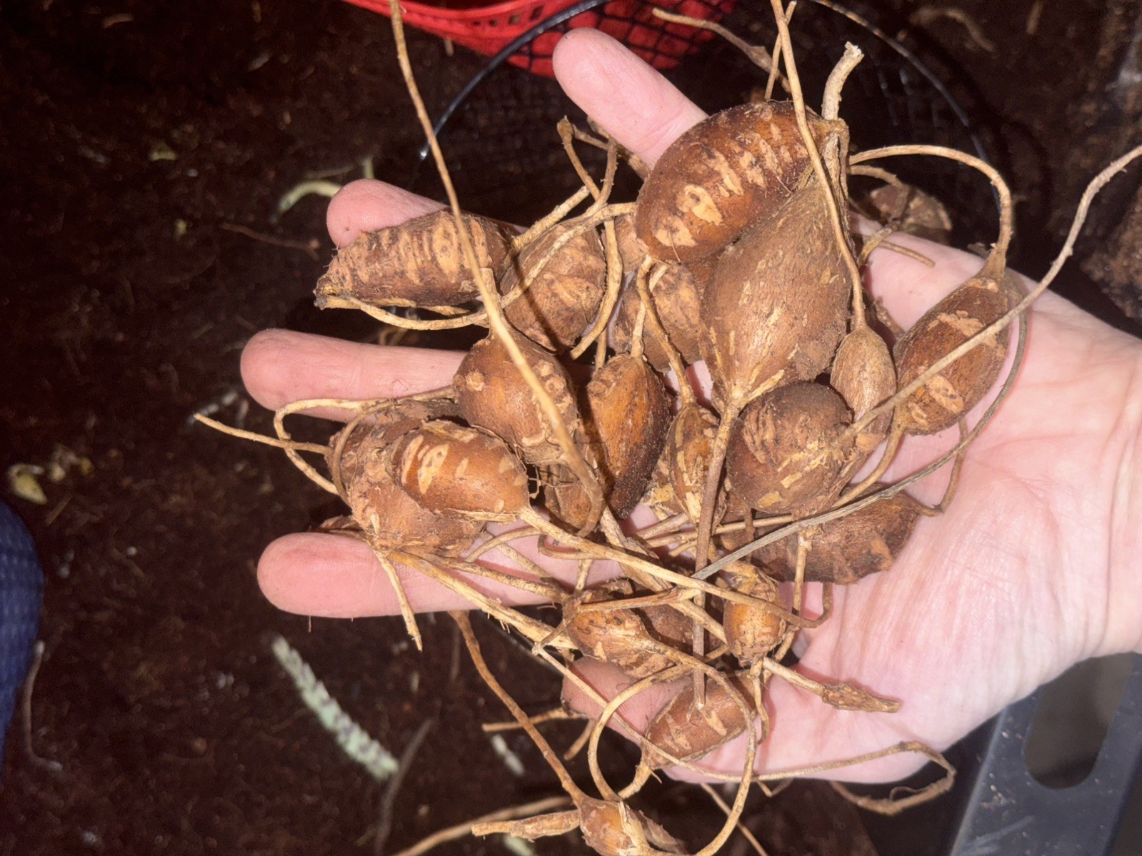 Medium Seed AMERICAN GROUND NUT  Tubers For Planting (Apios Americana) Over 1”