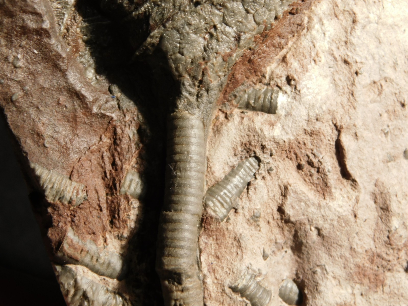 430 Million Year Old! CRINOID Fossil or Sea LILY Fossil Morocco 669gr