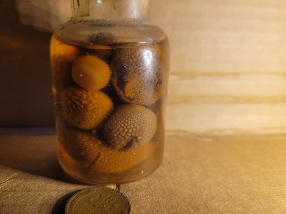 Preserved Curio Puffball Mushrooms