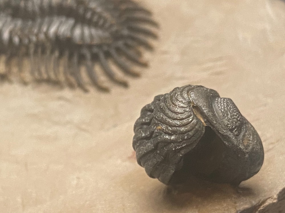 walliserops hammii & phacops