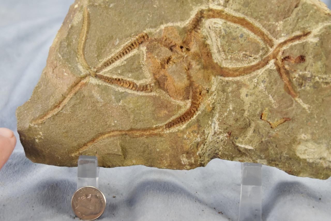 Brittle Star Starfish 450myo FOSSIL 274mm GEOCOMA CORINATA 6.5" 165mm 5019bb