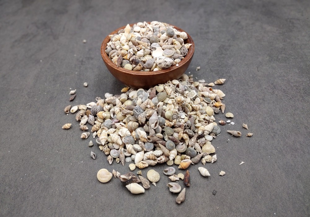 Extra Tiny Seashell Assorted Ocean Mix (approx. 1 cup of shells 0.25+ inches)